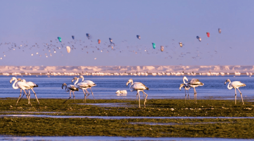 flamants roses dakhla